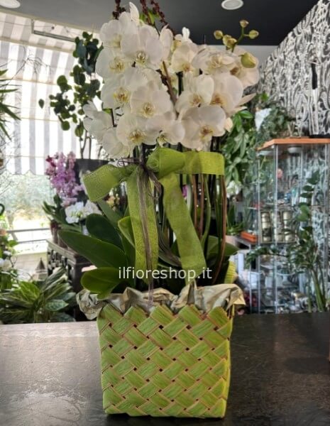 CESTO PHALAEONOPSIS