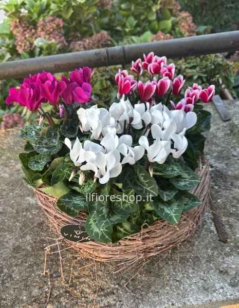 CESTO DI CICLAMINI