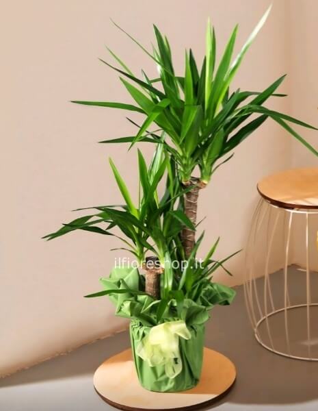 YUCCA (TRONCHETTO DELLA FELICITA´)