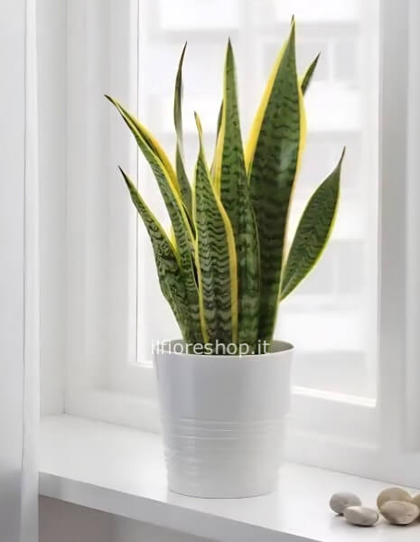 SANSEVIERIA (SANSEVERIA)