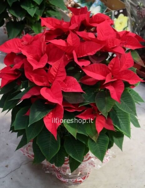 POINSETTIA (STELLA DI NATALE) 