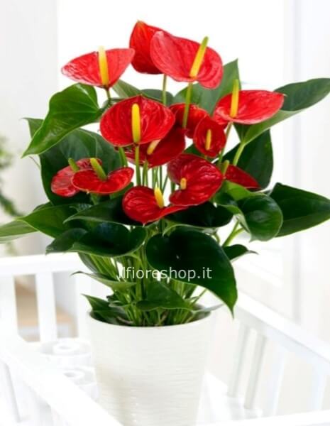ANTHURIUM