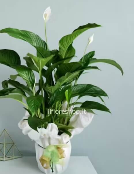 SPATHIPHYLLUM