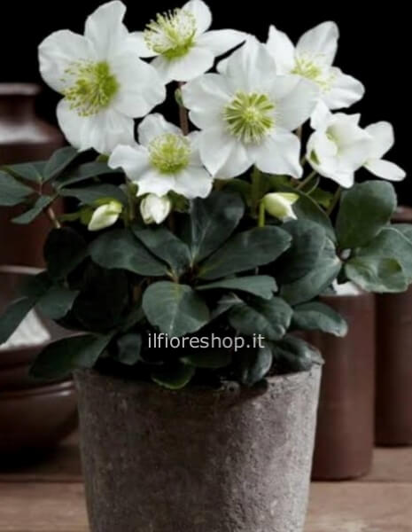 HELLEBORUS (BUCANEVE)
